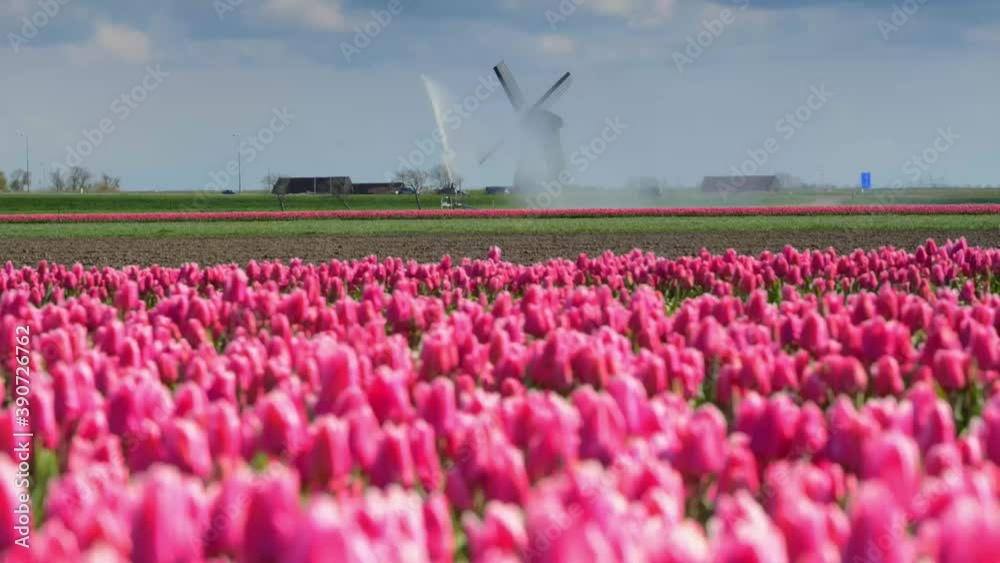 Netherlands tulips farm fields and garden at the tulip festival in spring time ,video 4 k footage and aerial Netherlands tulips farm fields and garden at the tulip festival in spring time ,video 4 k footage and aerial