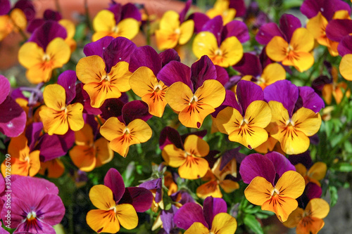 Pansy in Japan