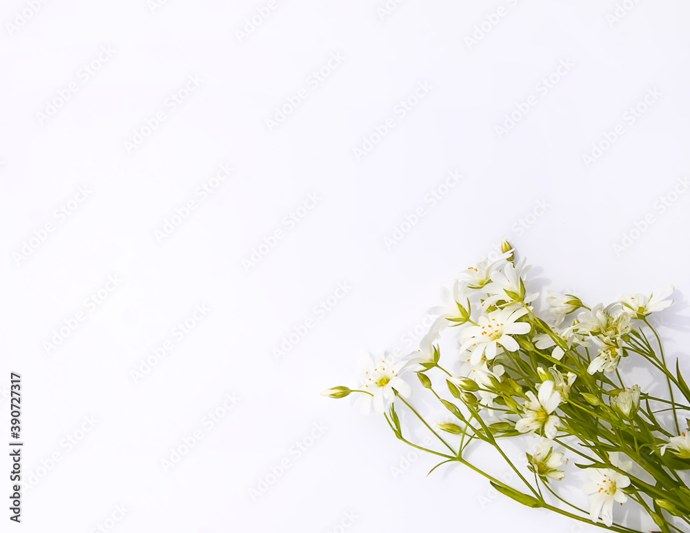 Wildflowers bouquet on white background. Flat lay, top view