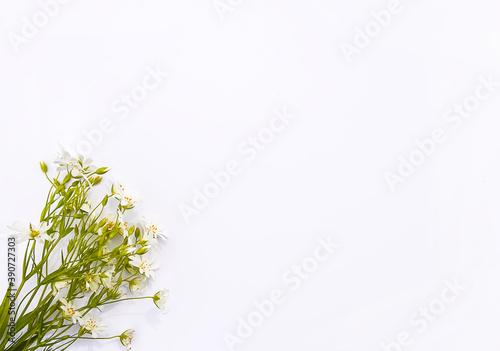 Wildflowers bouquet on white background. Flat lay  top view