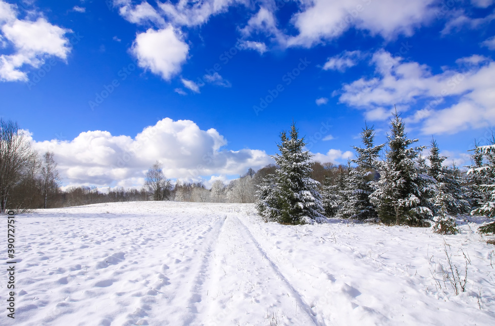 Fototapeta premium Winter landscape. Trees and snow covered fields.
