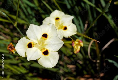 African iris or Fortnight lily flowers (Dietes bicolor)