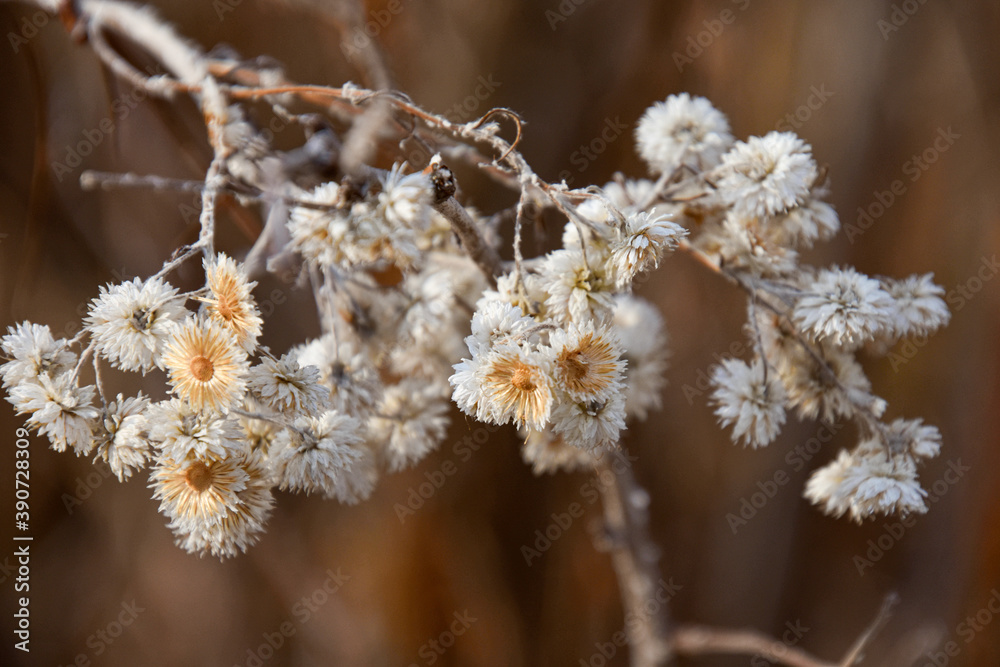 Naklejka premium Autumn plant in November in Quebec, Canada