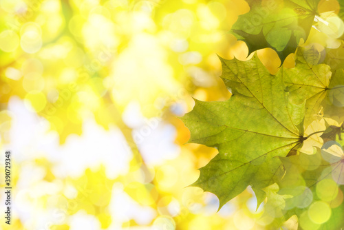 Autumn 2020  maple tree leaves turn into yellow color. Beautifull sunny day.