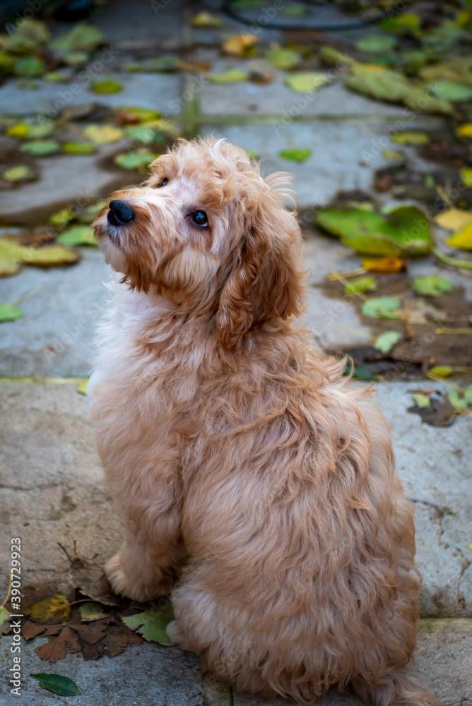 Full body shot of cockapoo puppy looking upwards Full body shot of cockapoo puppy looking upwards