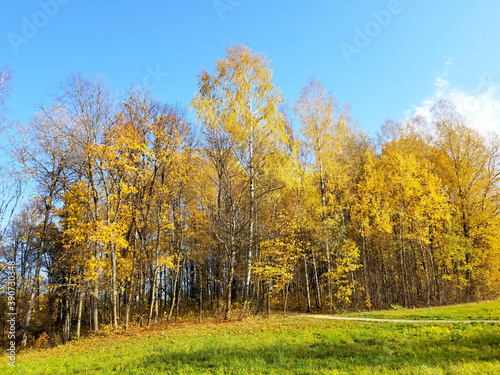 trees yellow leaves in autumn on blue sky background