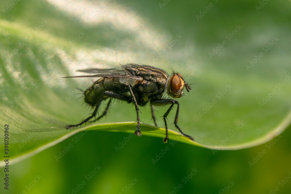 the common house fly in garden the common house fly in garden
