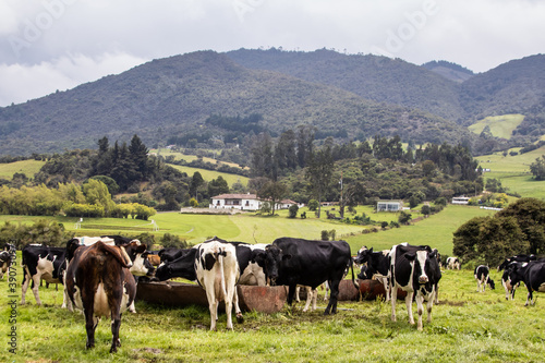 Herd of dairy cattle in La Calera in the department of Cundinamarca close to the city of Bogotá in Colombia © anamejia18