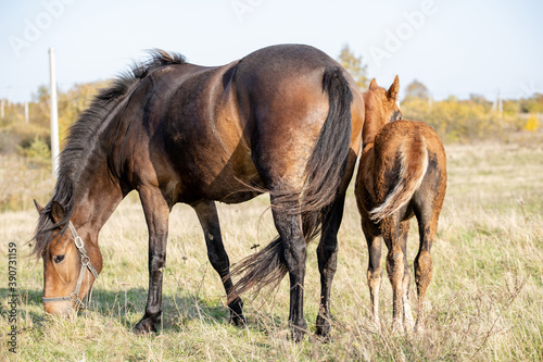 horse grazes in the field with his little foal