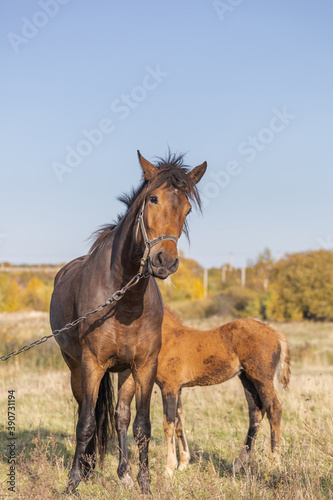 beautiful brown horse on a leash with its foal on a meadow on a sunny day