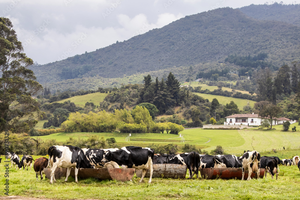 Fototapeta premium Herd of dairy cattle in La Calera in the department of Cundinamarca close to the city of Bogotá in Colombia