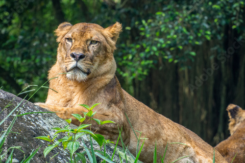 the lion in safari park