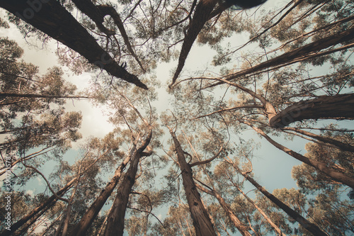 trees taken at nadir angle photo