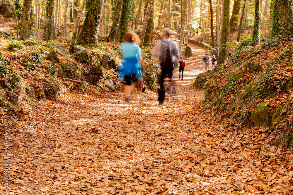 Fototapeta premium Paseo por un bosque otoñal