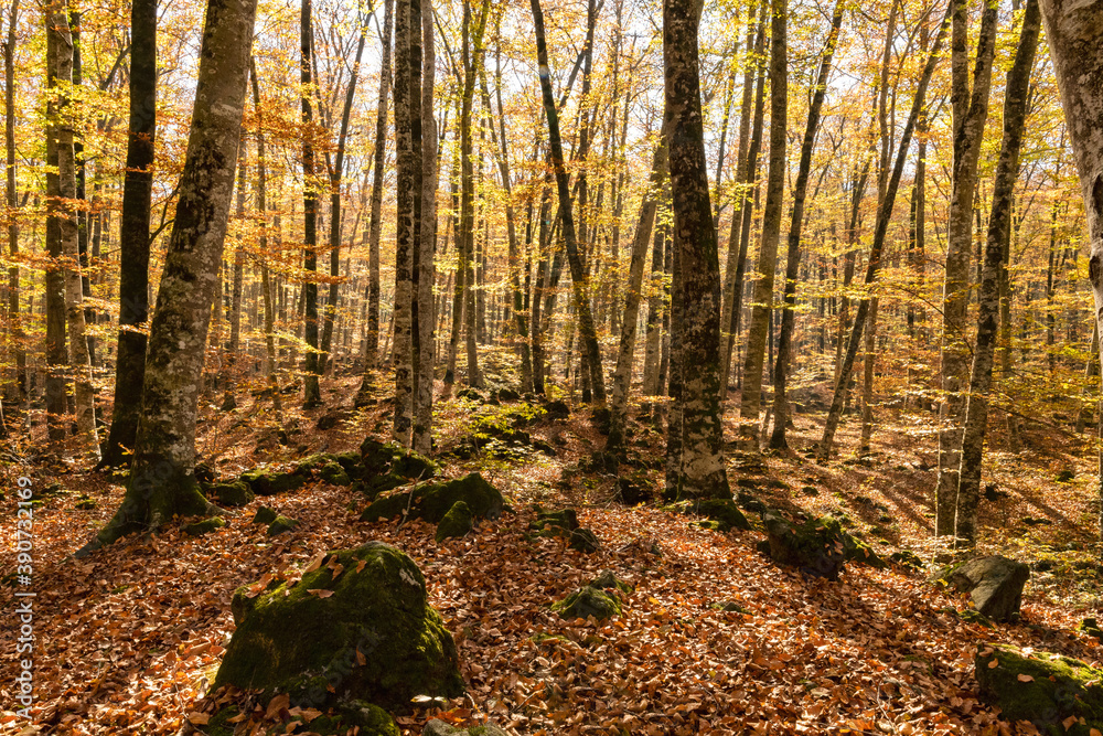 Fototapeta premium Bosque otoñal con muchos árboles 