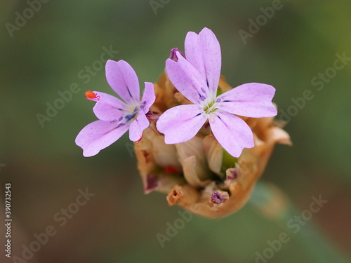Proliferous Pink (Petrorhagia nanteuilii) photo