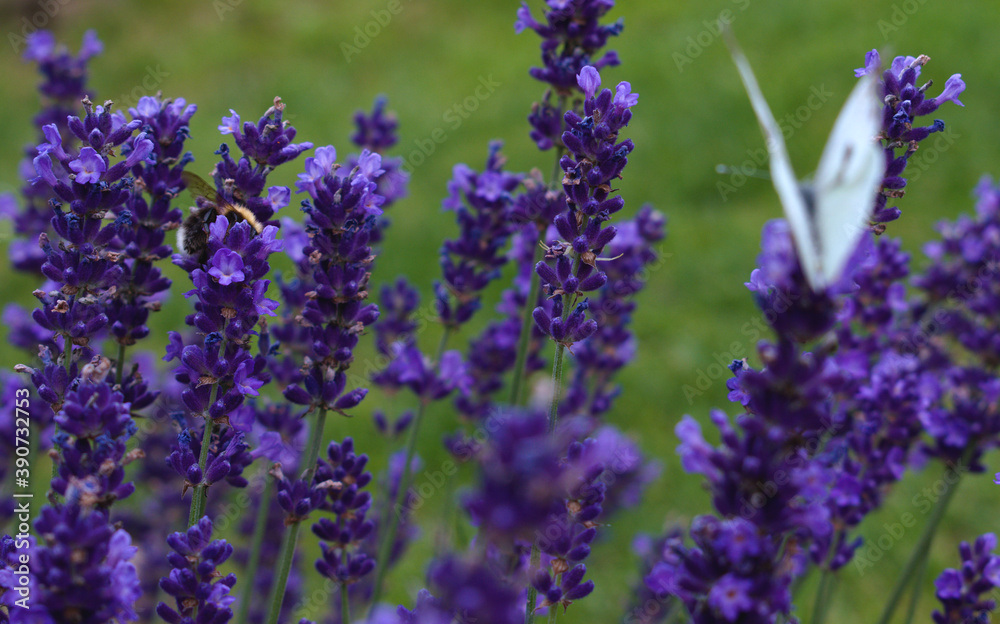 Obraz premium lavender with bumblebbes