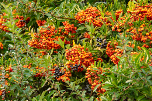 Pyracantha firethorn blooming in small garden in Schoneberg Berlin Germany