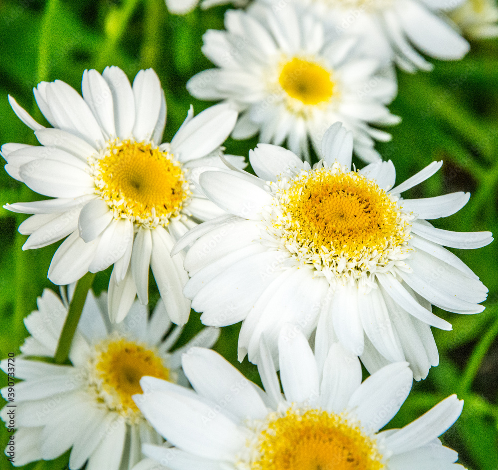 Obraz premium Buisson de fleurs