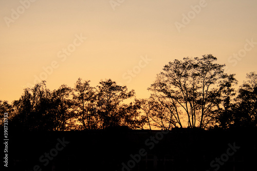 Tree sunset sky landscape in Schoneberg Berlin Germany
