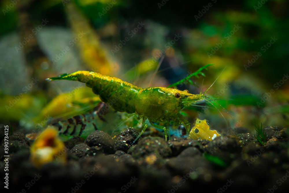 Nice green jade neocaridina shrimp in freshwater aquarium pets