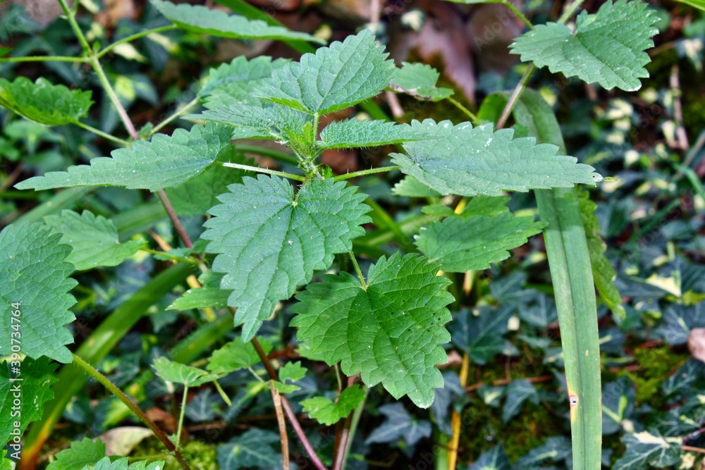 Nettle grows in the garden Nettle grows in the garden