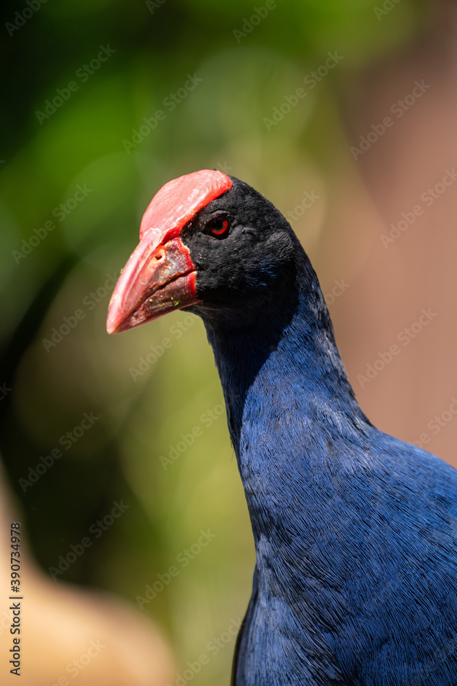 Obraz premium Close up of a Pukeko Swamp hen bird in New Zealand