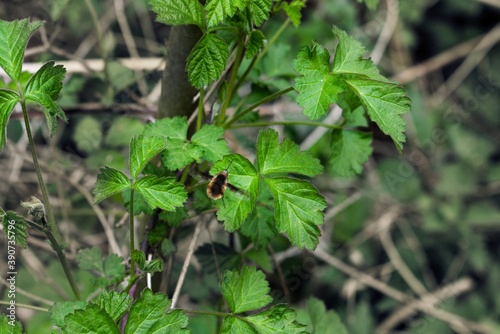 leaves of a plant