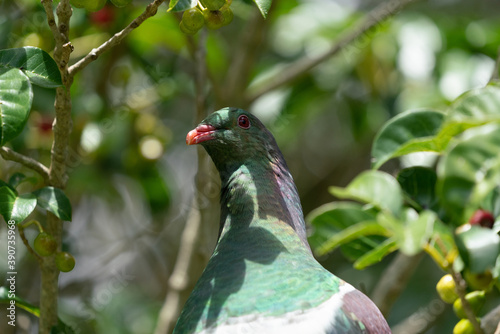 Close up of a Kereru New Zealand Wood Pigeon Bird  photo