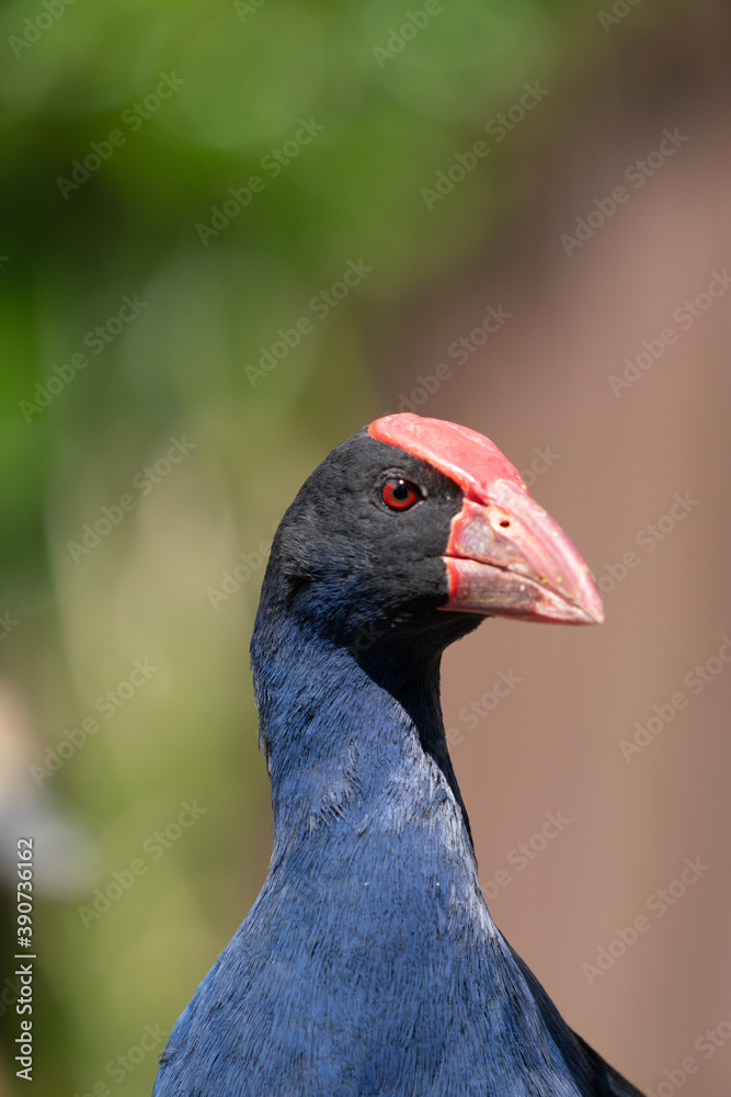 Close up of a Pukeko Swamp Hen bird in New Zealand Close up of a Pukeko Swamp Hen bird in New Zealand