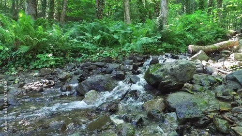Wallpaper Mural A mountain river forms a waterfall in the forest. Hike along the ecological trail in the mountains. Travel to Russia, Sochi. Green trees. A stream of clean water. High quality FullHD footage Torontodigital.ca