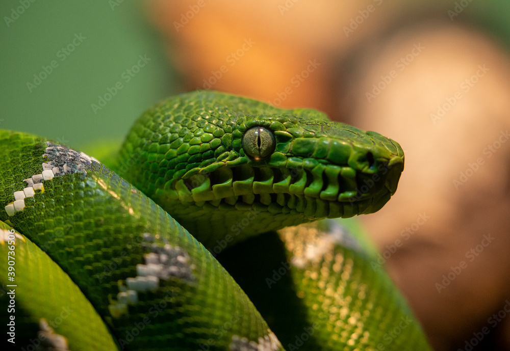 Obraz premium Green Boa close up