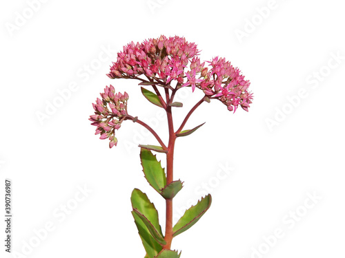 Pink flower of showy stonecrop isolated on white, Hylotelephium spectabile