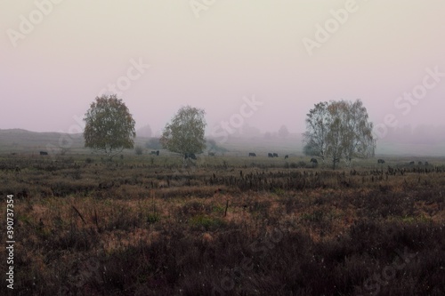 Morning mist with cows