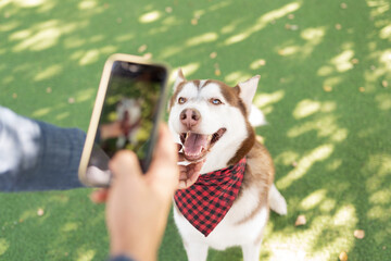 Dog owner taking a photo of his husky with a smartphone