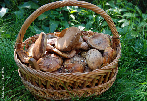 Wild forest mushroom in basket