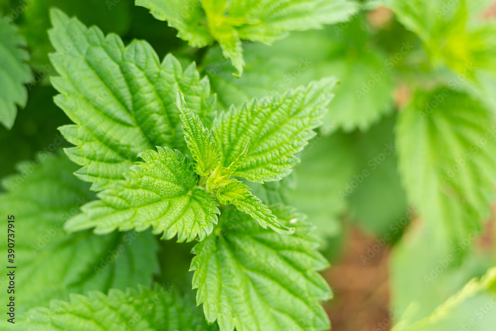 fresh and green leaf of mint bush, spicy herbs basis of soft drinks and mahito cocktail fresh and green leaf of mint bush, spicy herbs basis of soft drinks and mahito cocktail