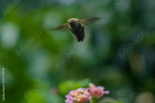 the bumble bee flying and hovering