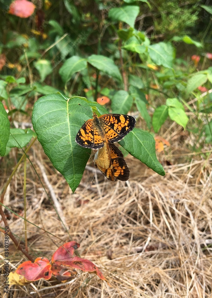 Two butterflies mating on a poison ivy leaf in midsummer Two butterflies mating on a poison ivy leaf in midsummer