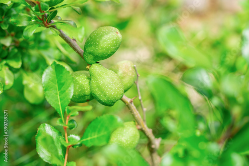 pear fruit tree with leaves and green and unripe fruits close up
