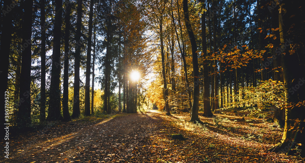 Fototapeta premium Silent Forest in spring with beautiful bright sun rays