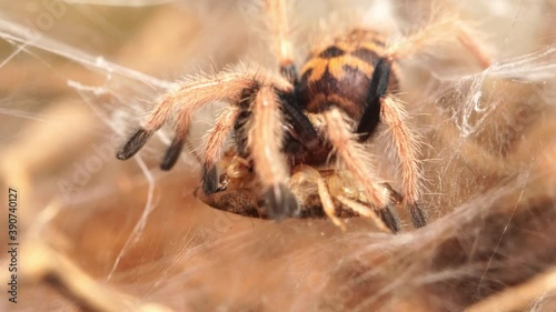 Macro view of a tarantula sling eating a dubia roach, extreme close up view of a greenbottle blue tarantula sling eating a dubia roach. photo