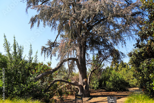 a large brown rangy tree in the park surrounded by lush green trees at Huntington Library and Botanical Gardens in San Marino, California photo