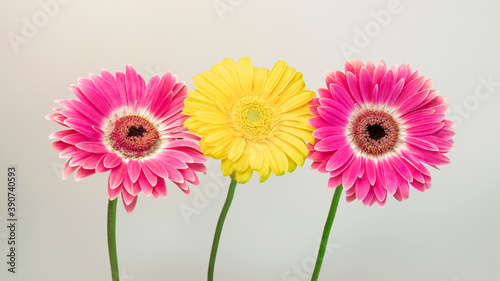Close-up of three daisies, isolated on gray background