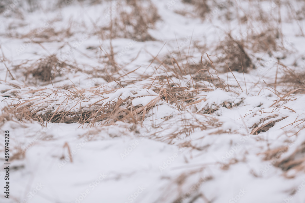 Snow on yellow grass. Dead grass and the first snowfall.