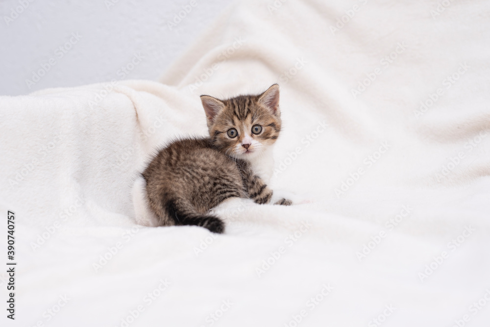cat on the bed cat on the bed