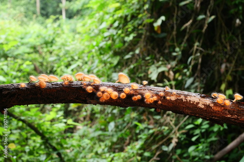 Beautiful champignon mushrooms