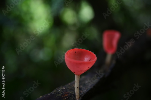 Beautiful champignon mushrooms