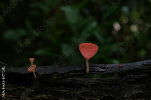 Naturally dependent PINK BURN CUP (Tarzetta Rosea Rea Dennis) During the rainy season with a lot of humidity It is a small mushroom with a gorgeous orange color that is popular for macro photography. photo