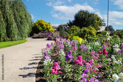 pink, purple and white Matthiola flowering in the garden along a smooth paved walking path surrounded by lush green trees at Huntington Library and Botanical Gardens in San Marino California photo